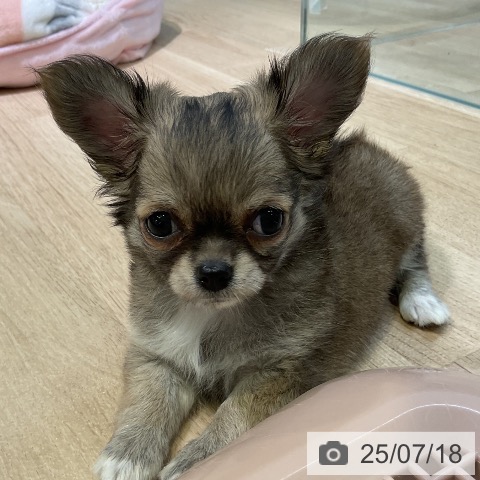 チワワの写真