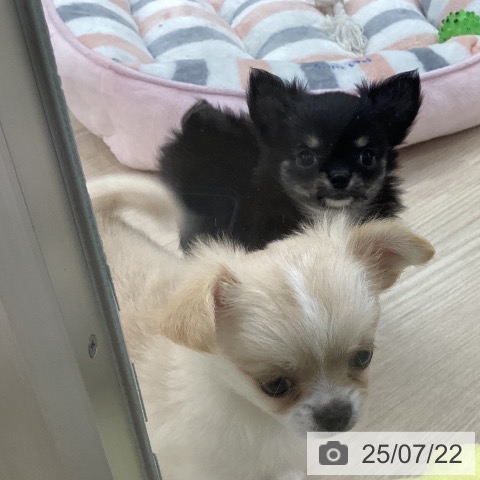 チワワの写真