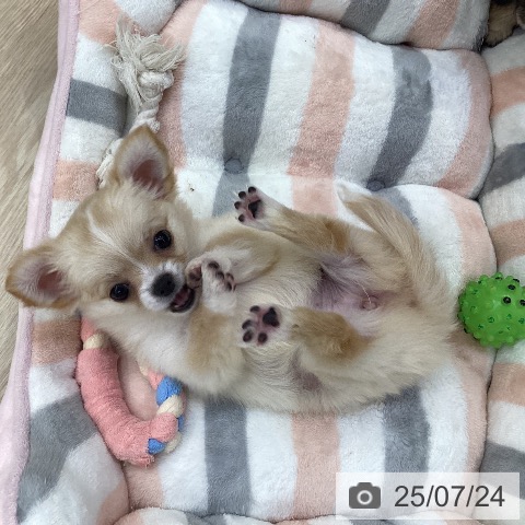 チワワの写真