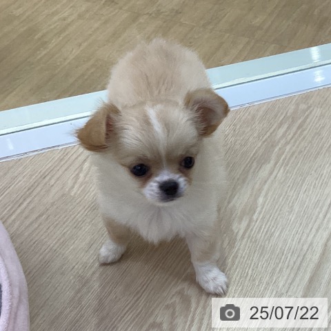 チワワの写真