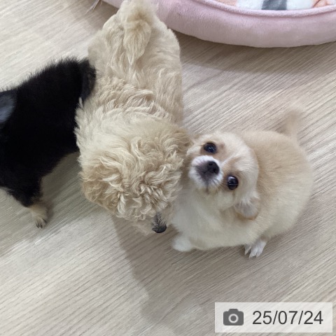 チワワの写真