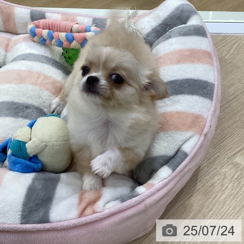 チワワの写真