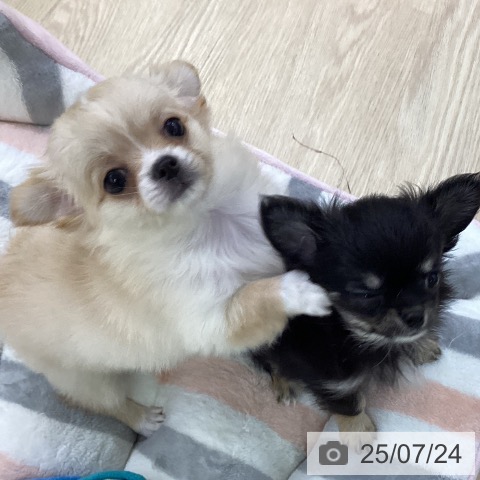 チワワの写真