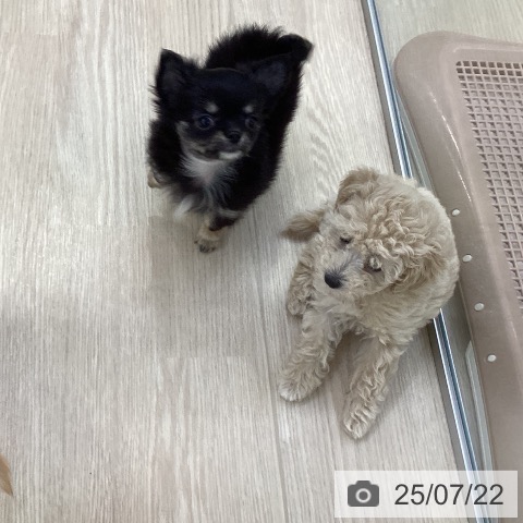 チワワの写真