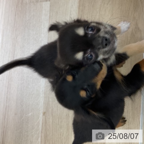 チワワの写真