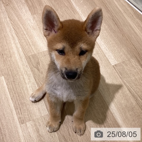 柴の写真