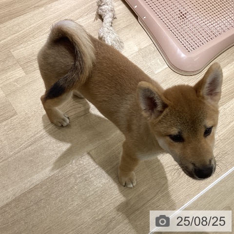 柴の写真