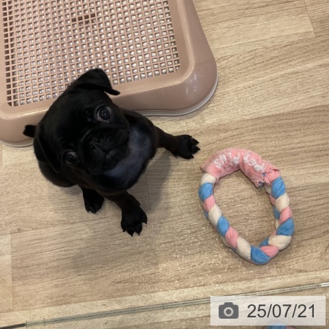 パグの写真