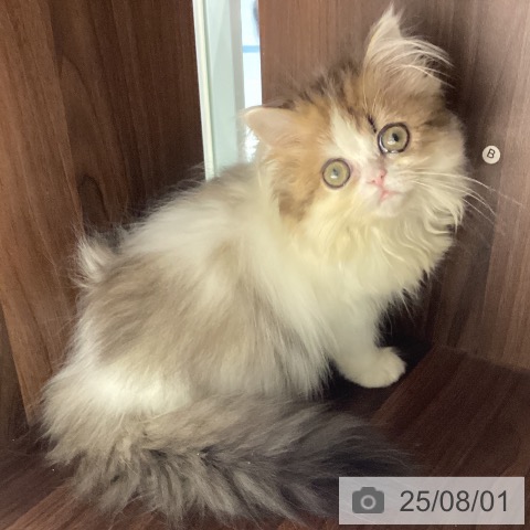 ペルシャの写真