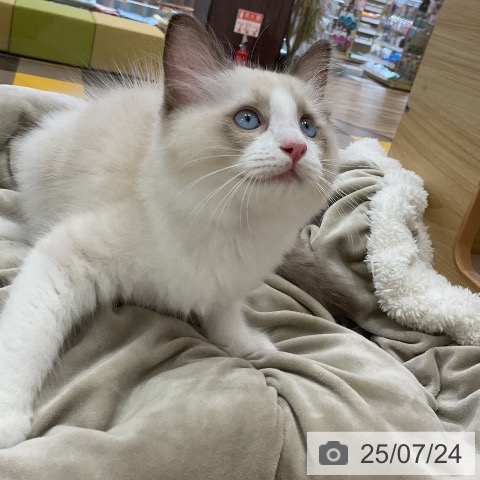 ラグドールの写真