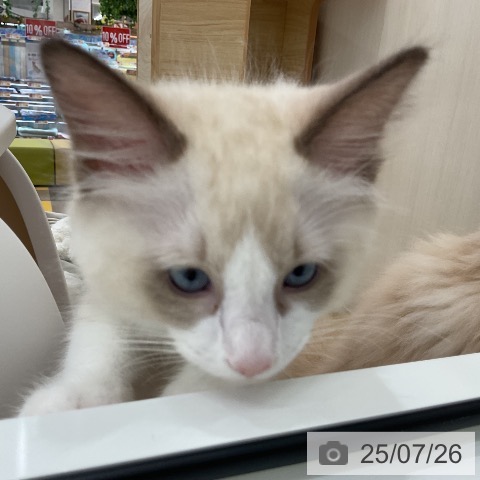 ラグドールの写真