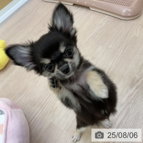 チワワの写真
