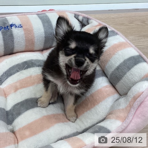 チワワの写真