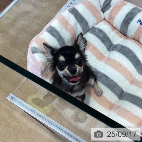 チワワの写真