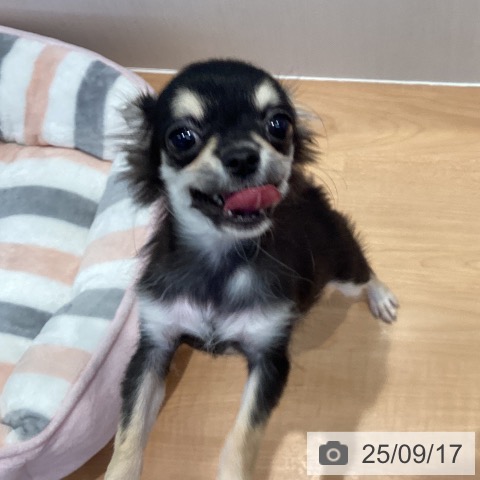 チワワの写真