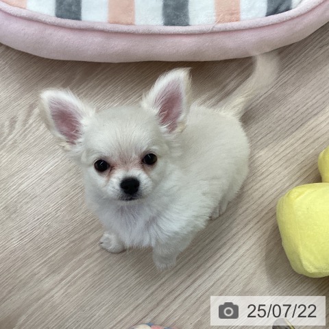 チワワの写真