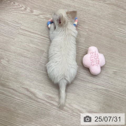 チワワの写真