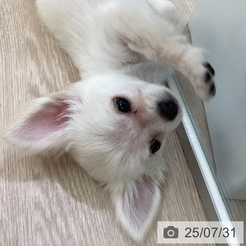 チワワの写真