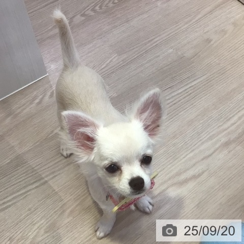 チワワの写真