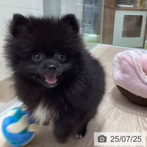 ポメラニアンの写真
