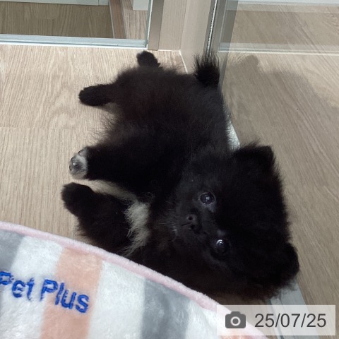 ポメラニアンの写真