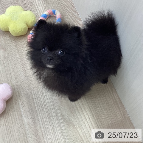 ポメラニアンの写真