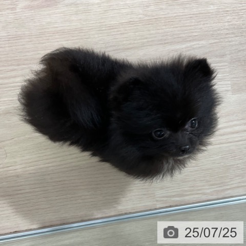 ポメラニアンの写真