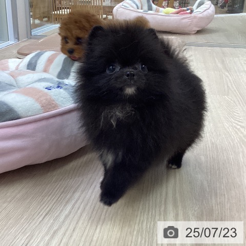 ポメラニアンの写真