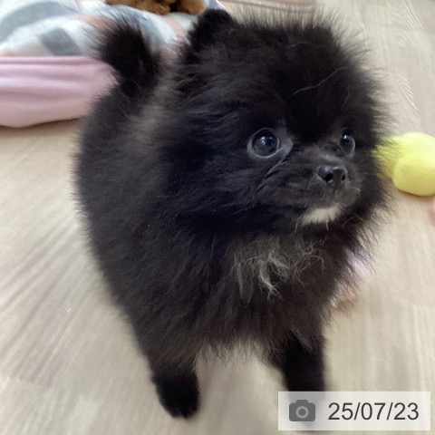 ポメラニアンの写真