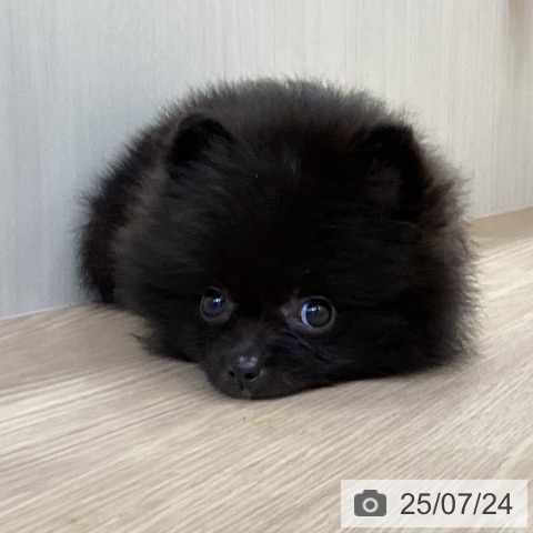 ポメラニアンの写真