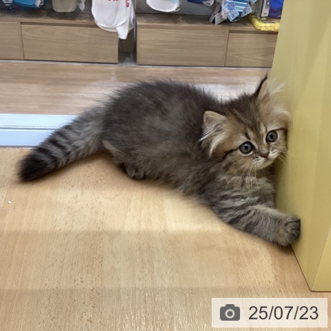 ペルシャの写真