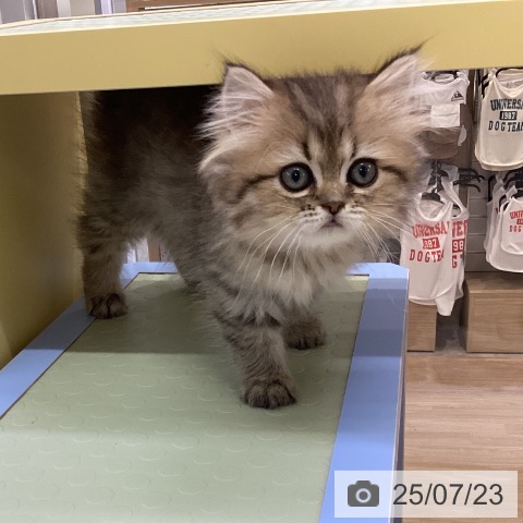 ペルシャの写真
