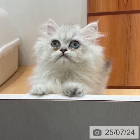 ペルシャの写真