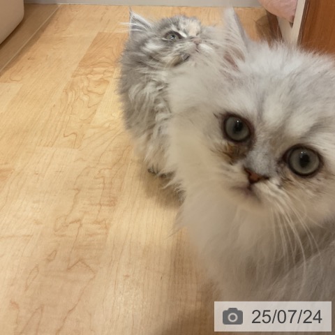 ペルシャの写真