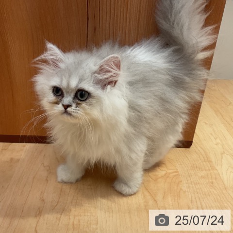 ペルシャの写真
