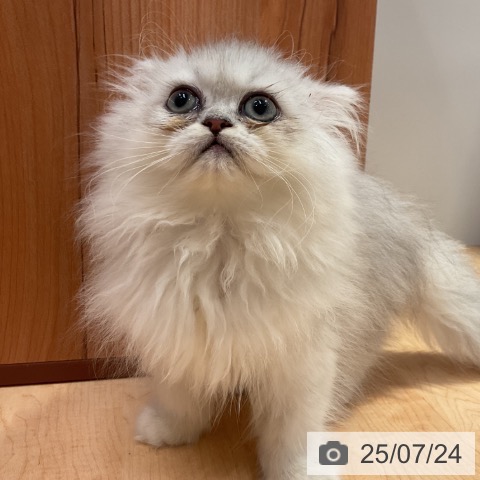 ペルシャの写真