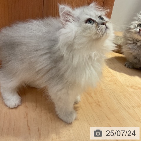 ペルシャの写真
