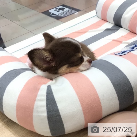 チワワの写真