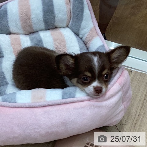 チワワの写真