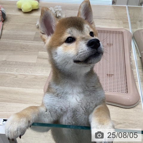 柴の写真
