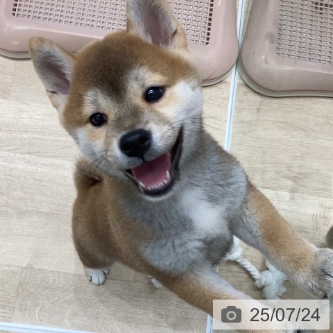 柴の写真