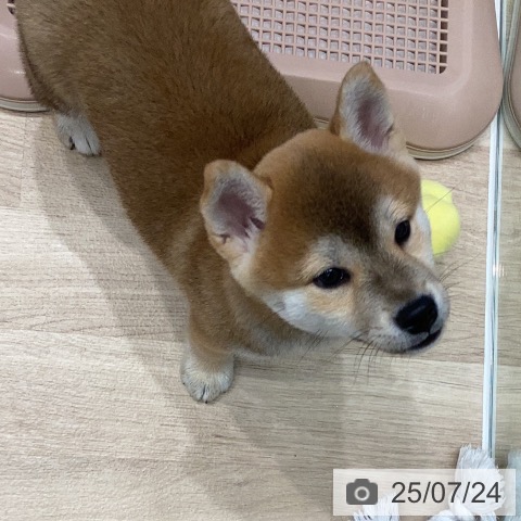 柴の写真