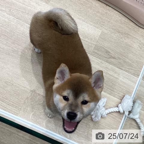 柴の写真