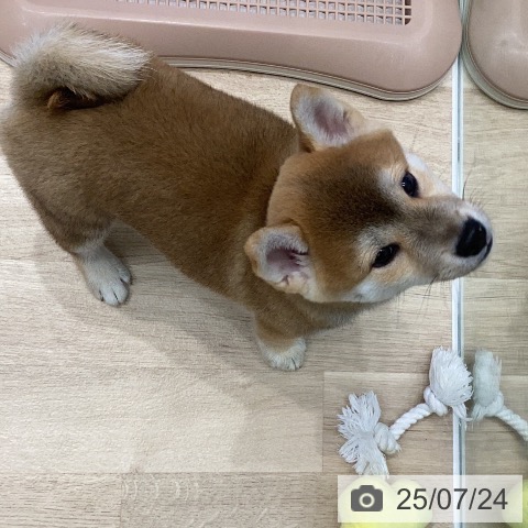 柴の写真