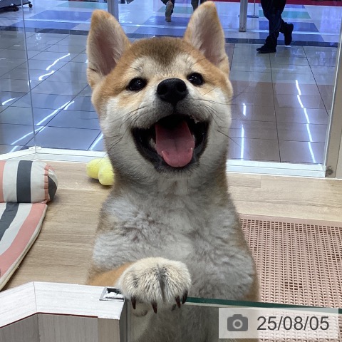 柴の写真