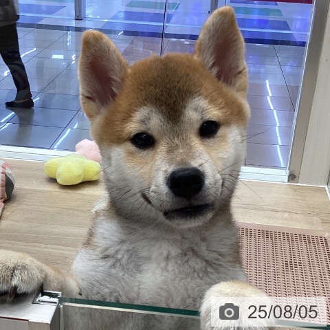 柴の写真