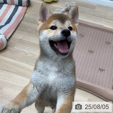 柴の写真