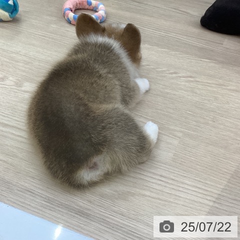 ウェルシュ・コーギー・ペンブロークの写真