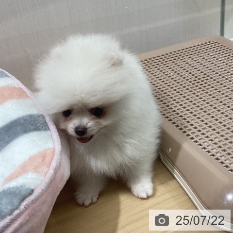ポメラニアンの写真