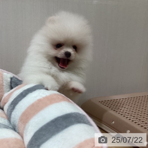 ポメラニアンの写真